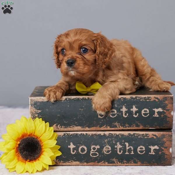 Marshall, Cavalier King Charles Spaniel Puppy